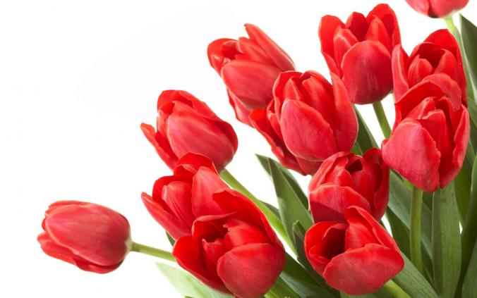 Meaning Of Red Tulips Flowers