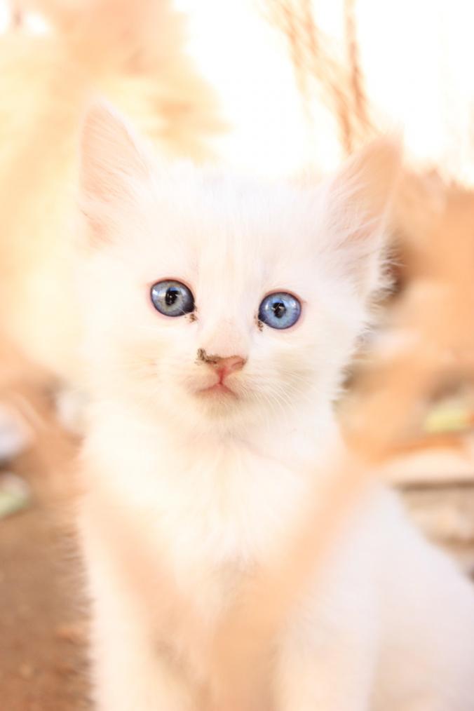White cat with blue eye by zerons09 / 500px