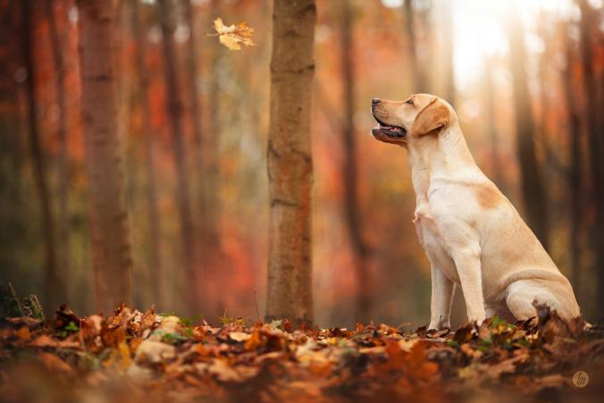 hello autumn by Hannah Meinhardt / 500px