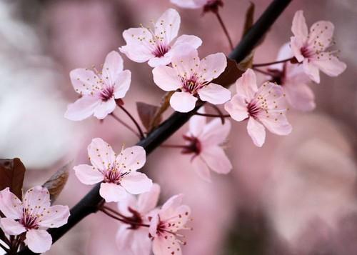 Pink Cherry Blossom - flowers Photo