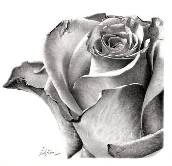 Beautiful Sketches of Flowers