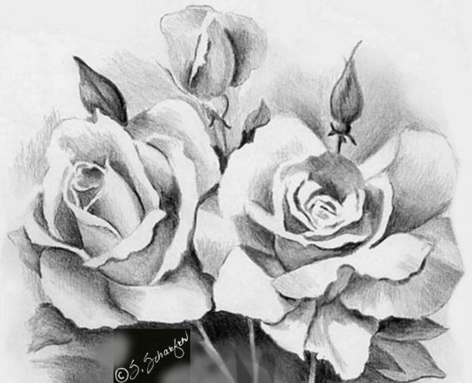 Beautiful Sketches of Flowers