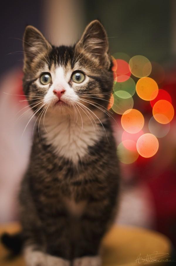 Christmas Kitten by ashtan / 500px