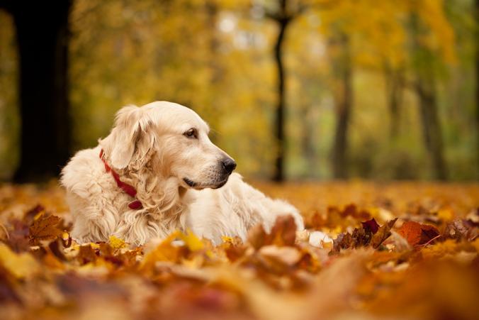 Golden autumn by Tomasz Wieczorek / 500px