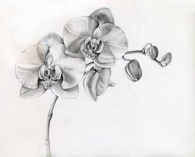 Orchid-Pencil-Drawing