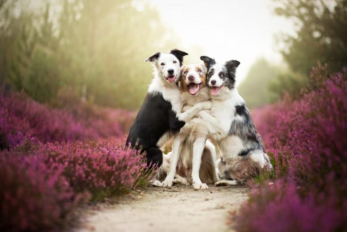 Friends by Alicja Zmyslowska / 500px