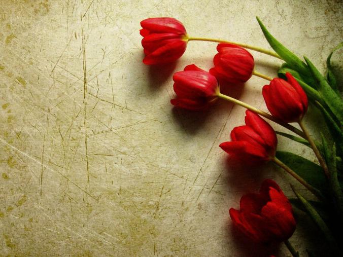 Red Tulip Flowers Wallpapers