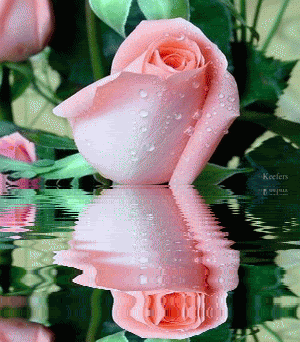 beautiful animated pictures of flowers