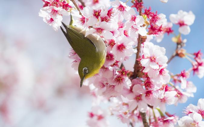 cherry-blossoms-bird-1920x1200.jpg 