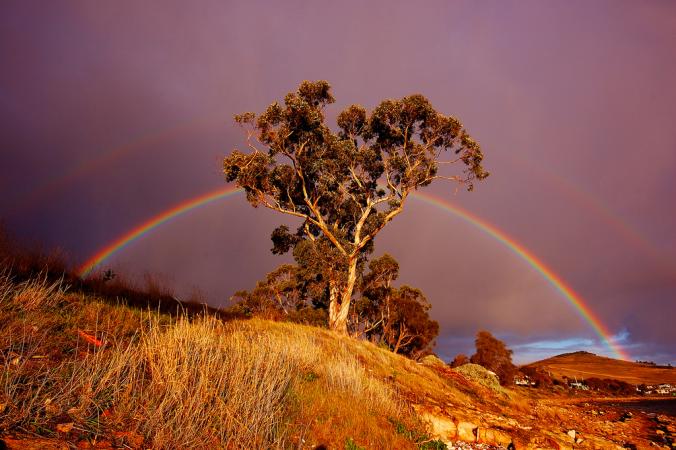 Rainbow through Gum tree | Flickr - Photo Sharing!