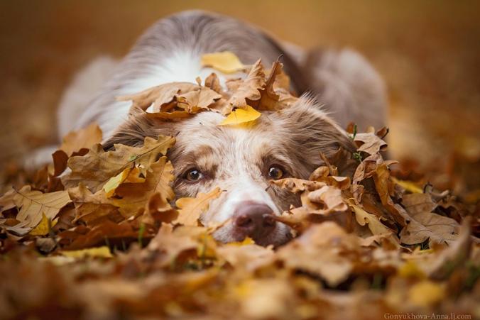 Hello,autumn by Gonyukhova Анна / 500px