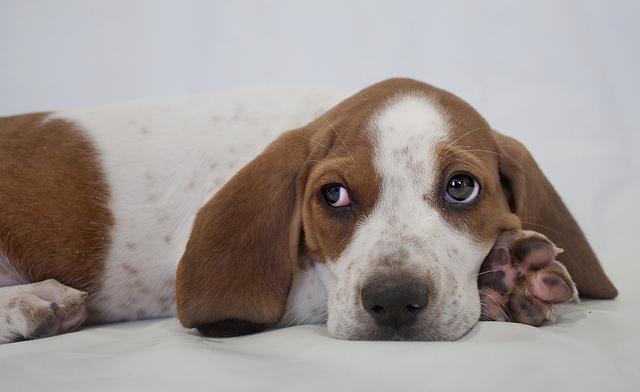 All sizes | Tecumseh the 8 week old male Hound mix | Flickr - Photo Sharing!