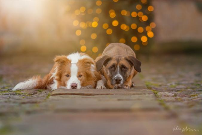 Turn on the christmaslights by Julia Poker / 500px