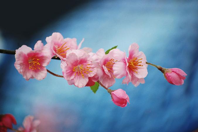 File:Cherry Blossom 