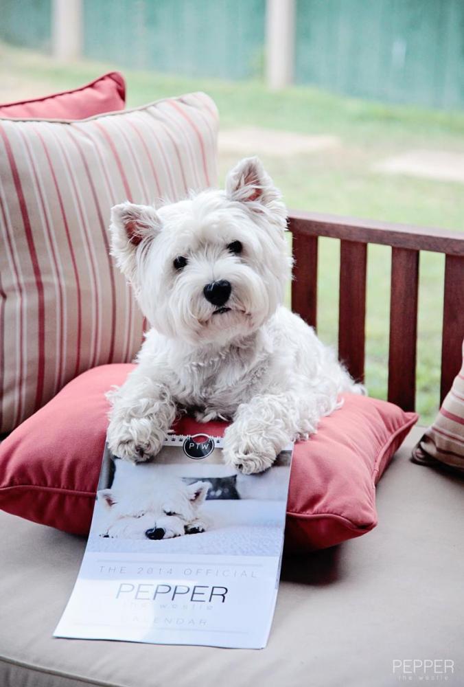 Pepper the Westie via facebook