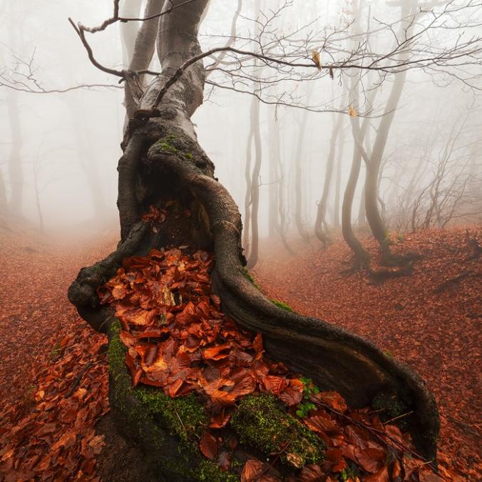 Ancient Tree by Martin Rak / 500px