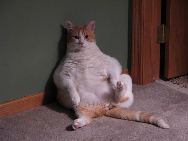 Fat Cat Picture - Moe | Flickr - Photo Sharing!