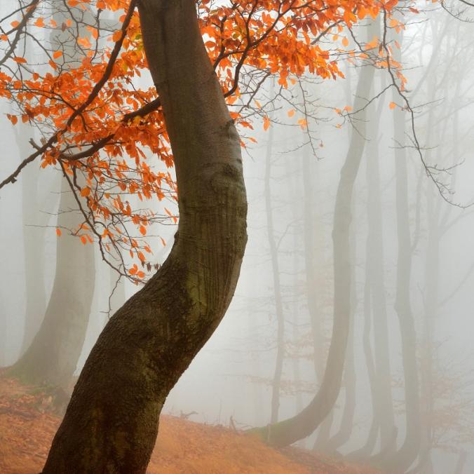 MYSTERIOUS FOREST by TOMÁŠ MORKES / 500px