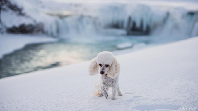 Poor Me by G.Arnason Photopoetic / 500px