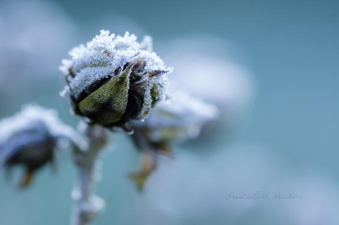 Cold ! by Pascaline Michon / 500px