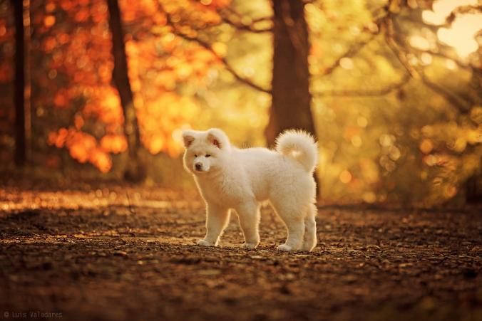 Akita by Luis Valadares / 500px