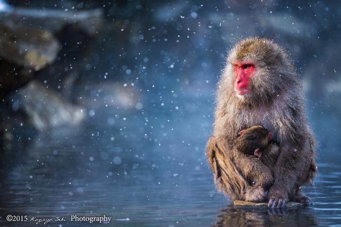 Snow monkey by Kazuya Seki / 500px