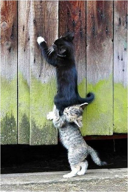 Cute kitties helping and playing. . click on pic for more by estela027