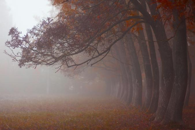 Octobers Walk by Bernadett Pusztai / 500px