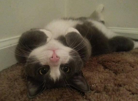 upsidedown belly rub