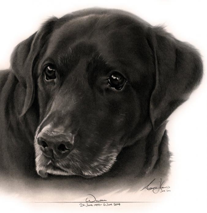 Commission - Black Labrador (William) by Captured-In-Pencil on DeviantArt