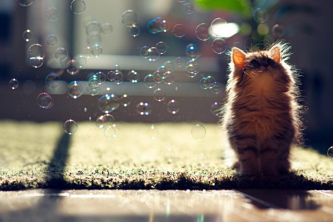 Kitten Observes Transit of Bubbles by Ben Torode / 500px