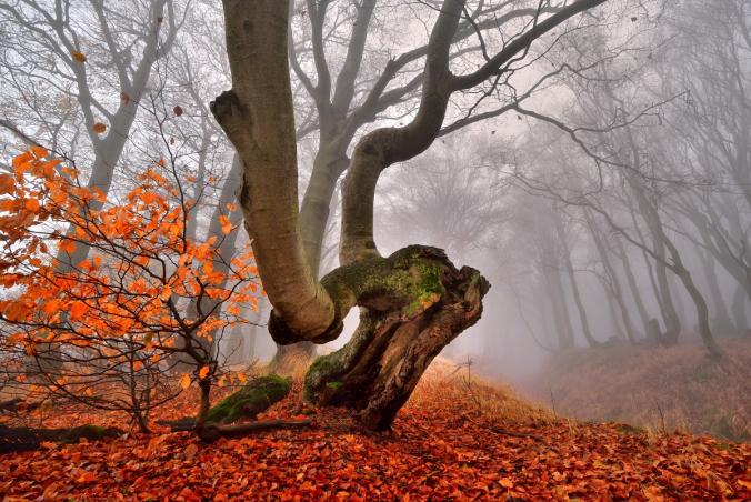 AUTUMN IN THE FOREST by TOMÁŠ MORKES / 500px