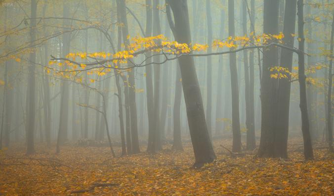 опавшая вуаль. Автор: EGRA