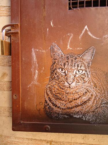 street art cat by C215
