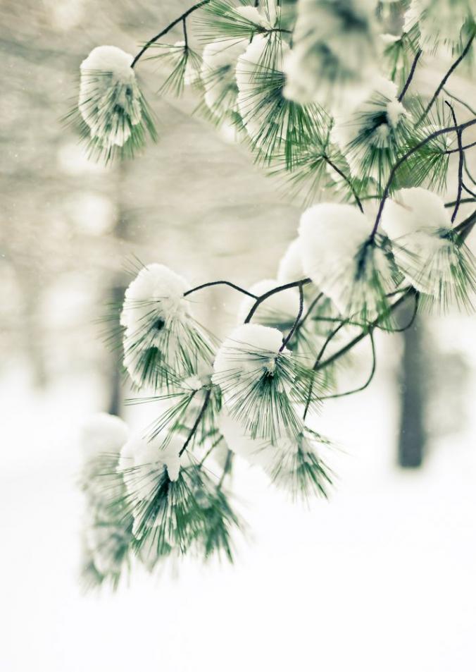 snowy branch