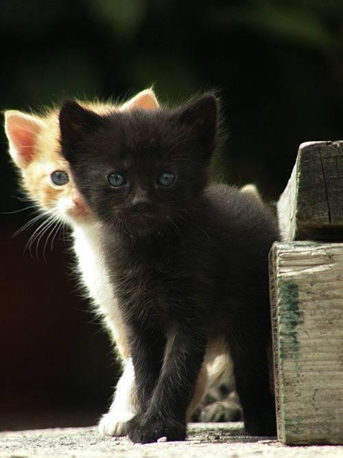 2 kittens cute