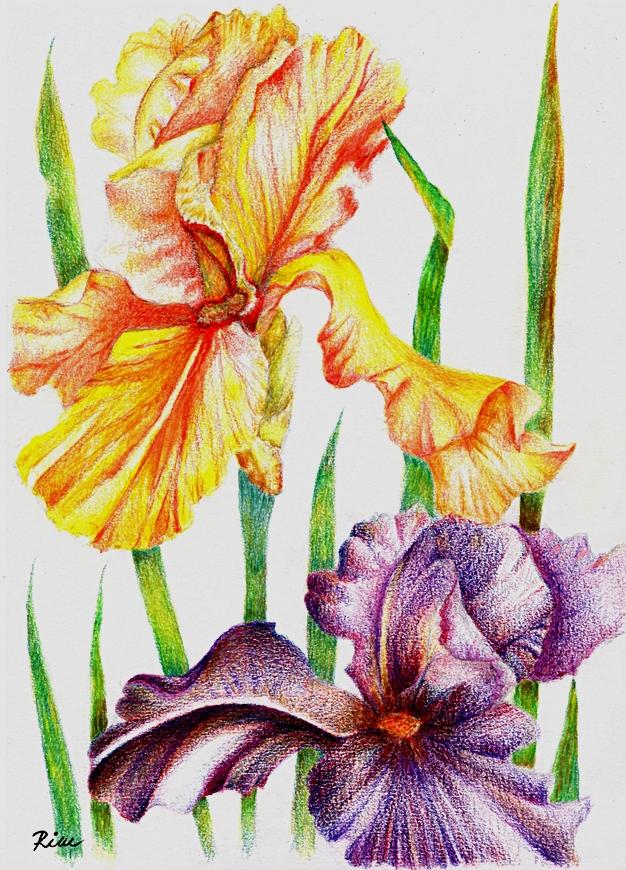 FOR MAMMY : IRISES by Rimwor