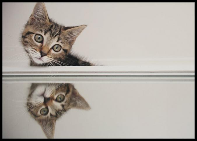 mirrored kitten by beethy on DeviantArt