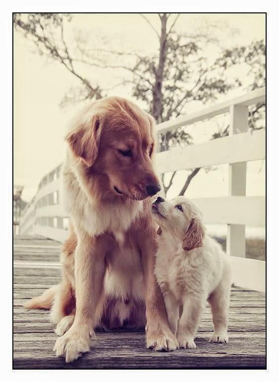Cute Golden Retriever and his Baby Love