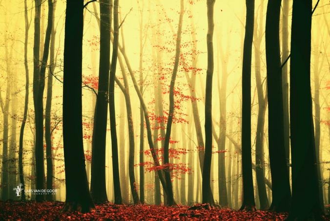red leaves by Lars van de Goor / 500px