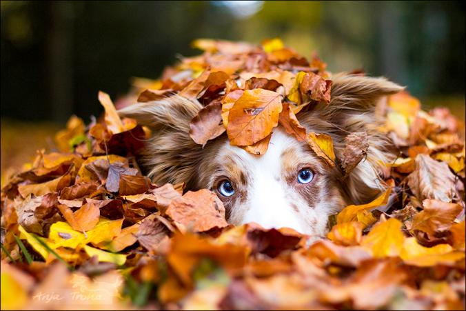 Deep blue eyes by jollyvicky on DeviantArt