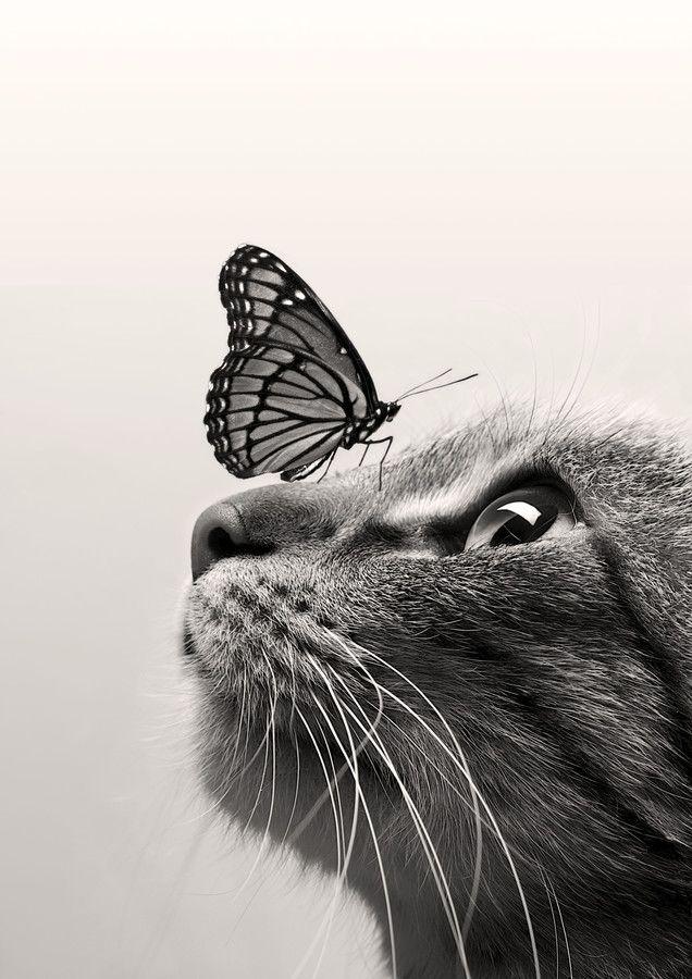 crescentmoon06666:

CatButterfly ColorSepia by Dorien Soyez on 500px