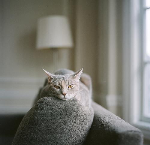 Life is hard when you have a lamp as a tail | Flickr - Photo Sharing!