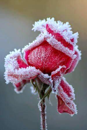 Flowers in the Snow ~ Dreamy Nature