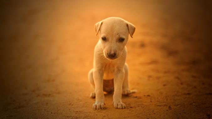 Depressed Puppy by Gajendra Kumar / 500px