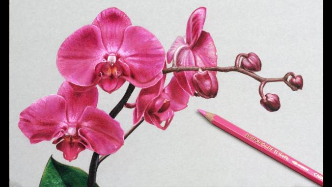 Orchid Flower Drawing Tutorial by DArt