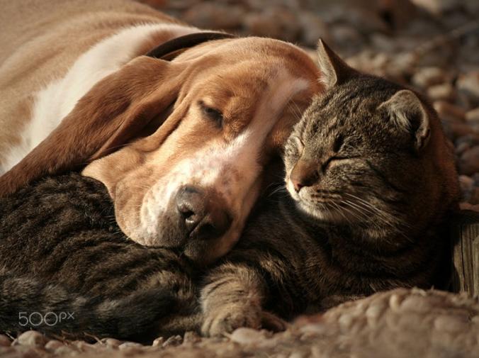 cat pillow-dog blanket by Szilvia Pap-Kutasi - Photo 