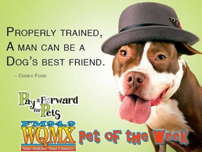 Properly trained, a man can be a dog's best friend. - Corey Foro