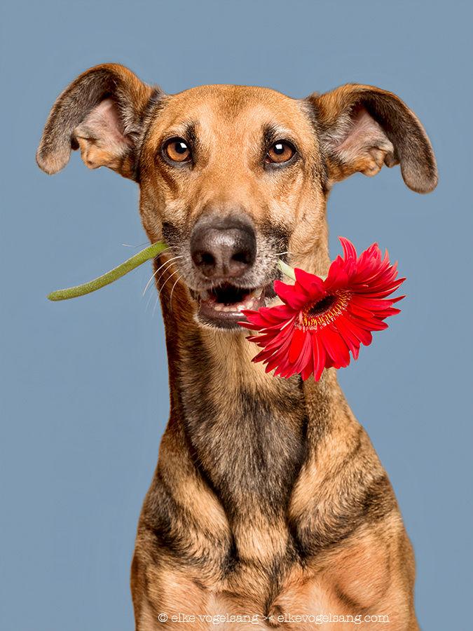 Greetings from Noodles, the flower girl by Elke Vogelsang