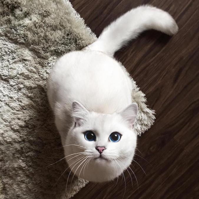 Everyone Is Falling in Love with This Cat with the Most Beautiful Eyes - My Modern Met